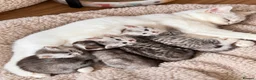Mixed Breed cats for sale: Grey and white kittens 🫶🏻 - Advert 1
