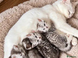 Mixed Breed cats Grey and white kittens 🫶🏻 - Advert 9
