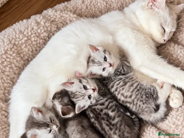 Mixed Breed cats Scottish straight/BSH X Grey and white kittens - Advert 6