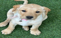 Labrador Retriever dogs for sale: Golden and fox red lab puppies ready to leave now - Image 8