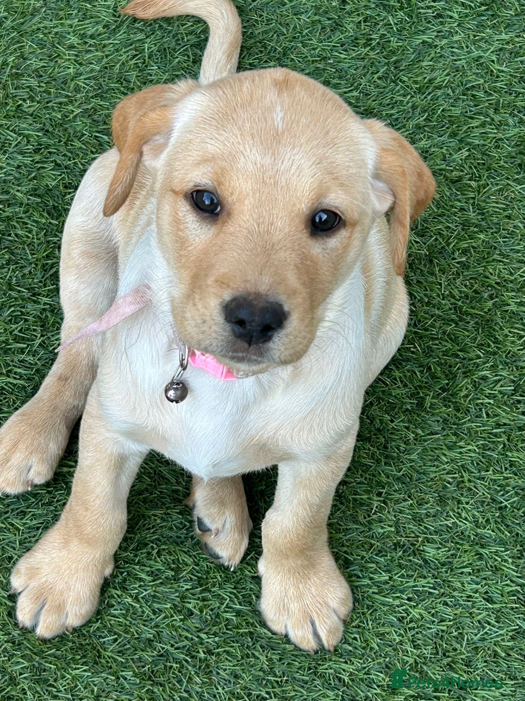 Labrador Retriever dogs for sale: Golden and fox red lab puppies ready to leave now - Image 8