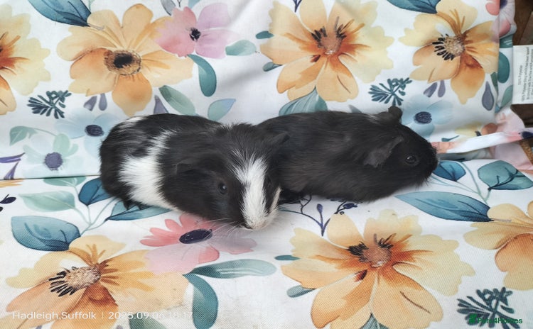 Guinea Pig rodents - Advert 10