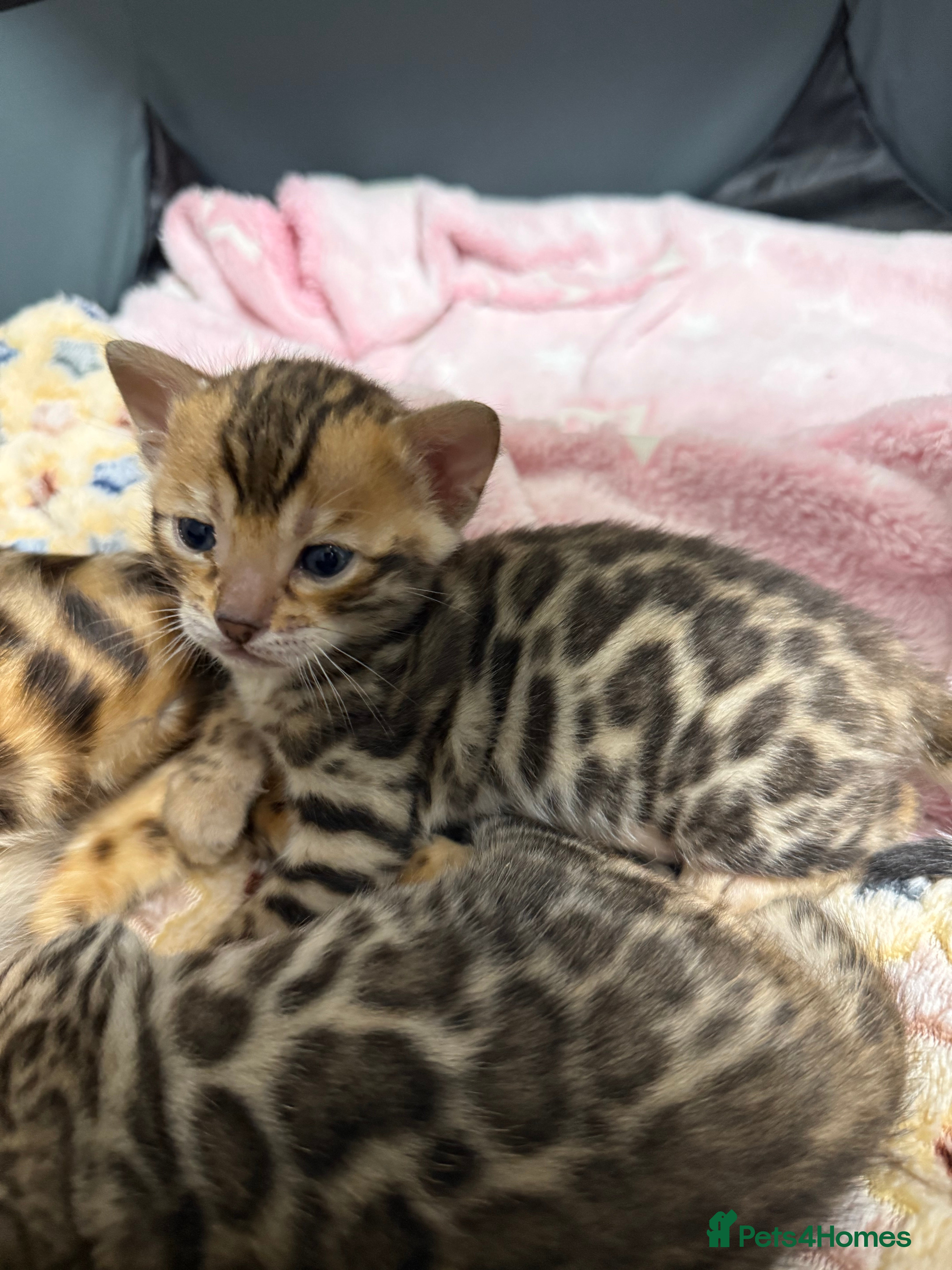 Bengal cats Pure Bengal Female kittens - Advert 4