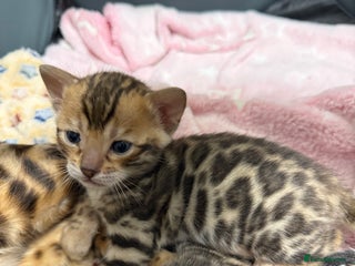 Bengal cats Pure Bengal Female kittens - Advert 6