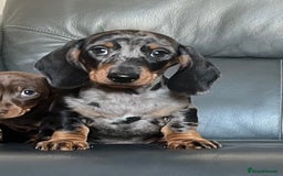 Dachshund dogs for sale: Beautiful miniature dachshund puppies  - Image 13