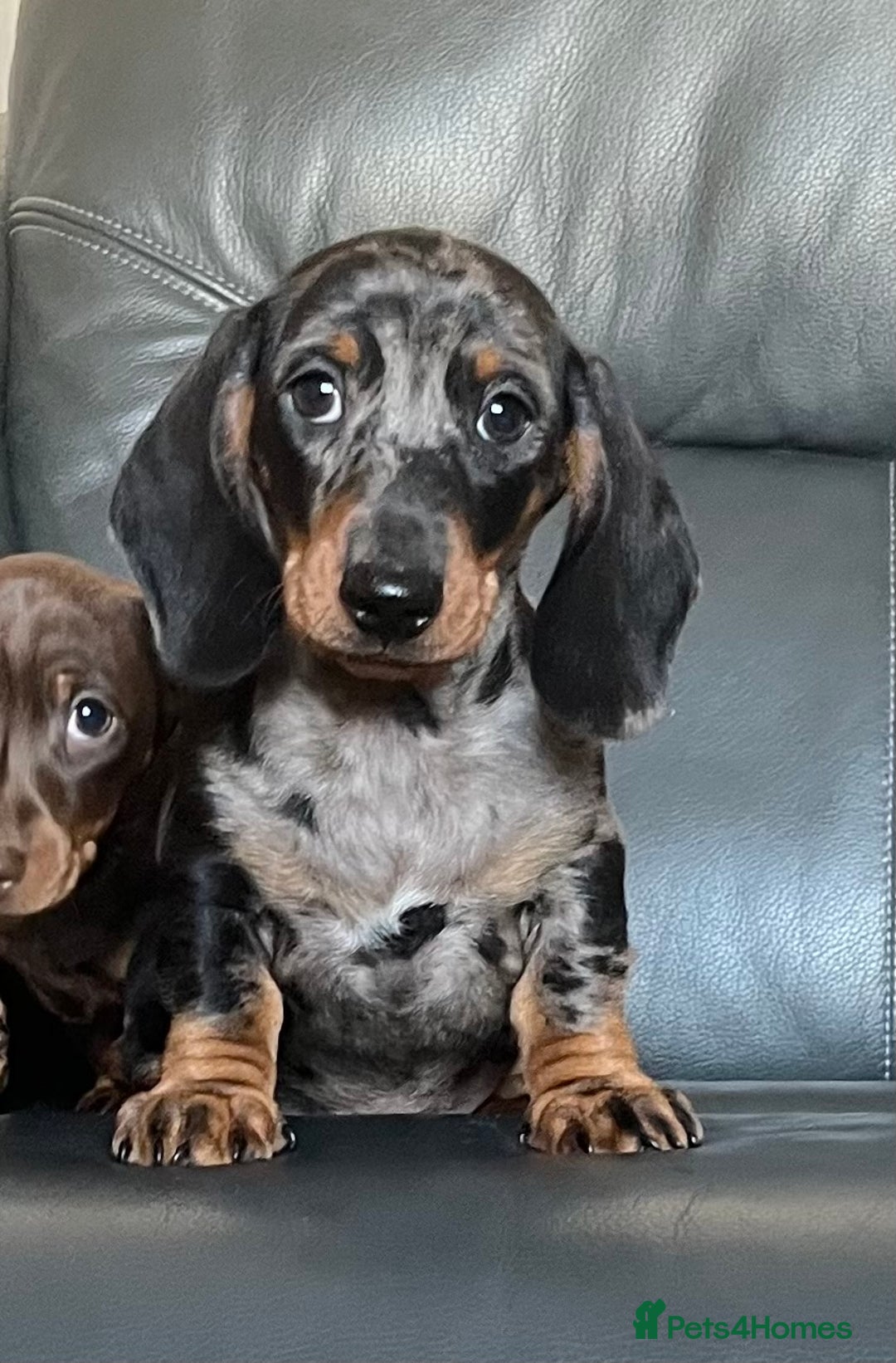 Dachshund dogs for sale: Beautiful miniature dachshund puppies  - Image 13