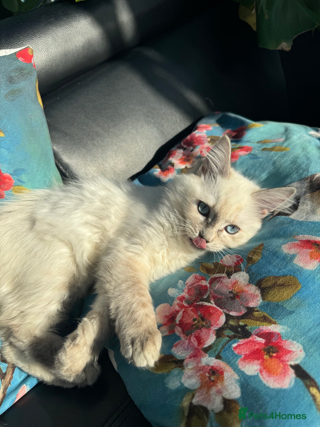 Ragdoll cats for sale: 2 Ragdoll babies available… NOW  - Advert 11