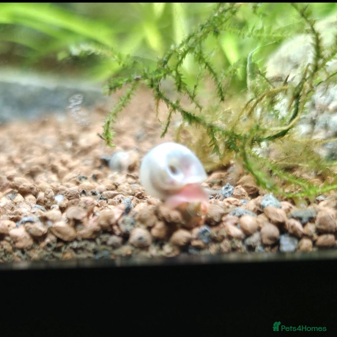 Snails invertebrates for sale: Baby ramshorn snails  in Bury Saint Edmunds - Advert 1