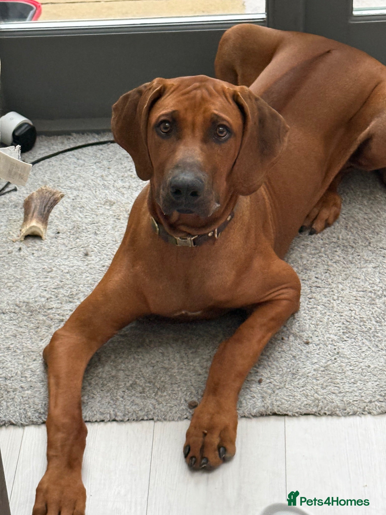 Rhodesian Ridgeback dogs Beautiful Boy 6 months Pure breed - Advert 1