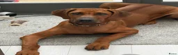 Rhodesian Ridgeback dogs for sale: Beautiful Boy 6 months Pure breed in London - Advert 1
