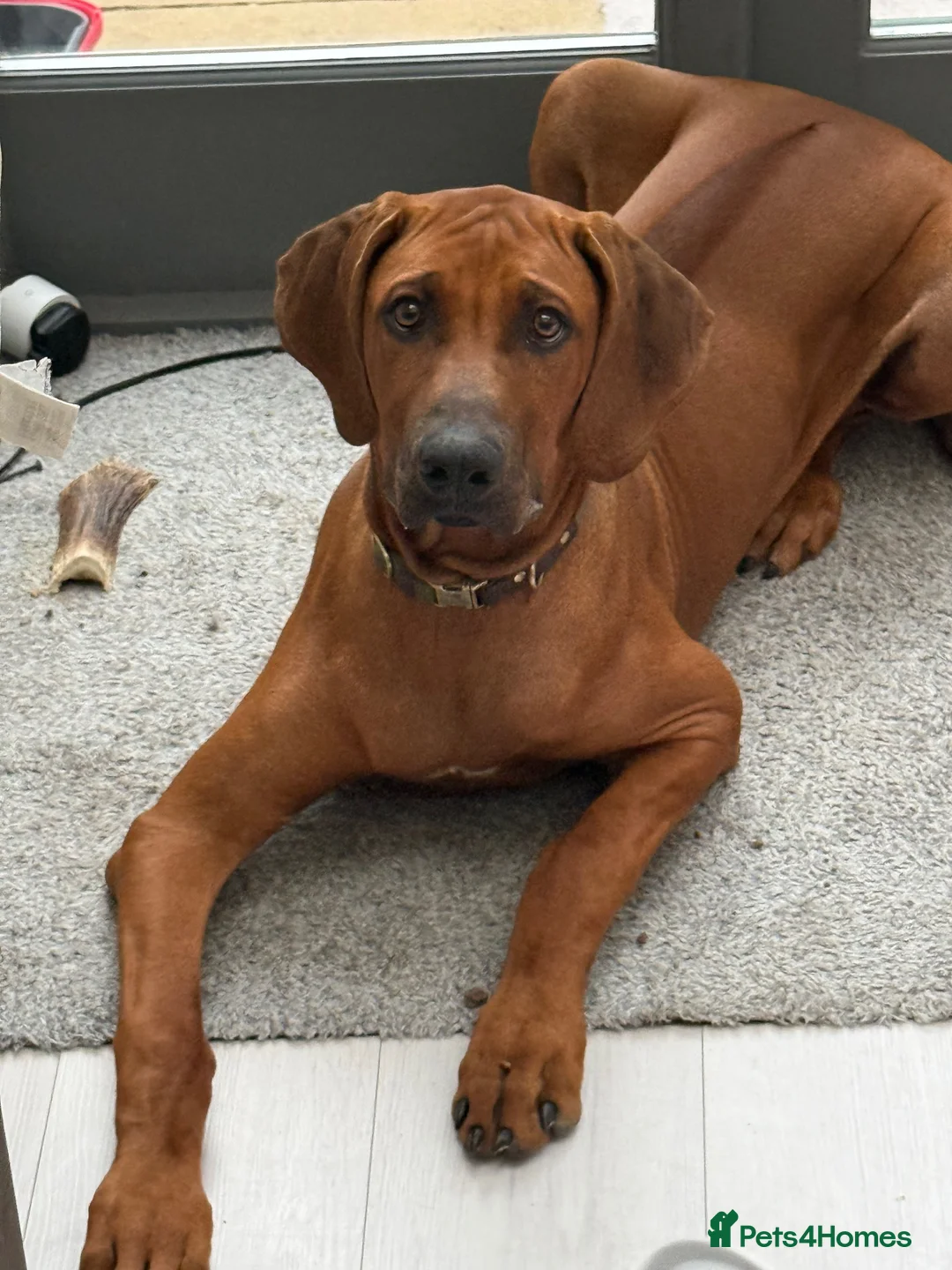 Rhodesian Ridgeback dogs for sale: Beautiful Boy 6 months Pure breed in London - Advert 1