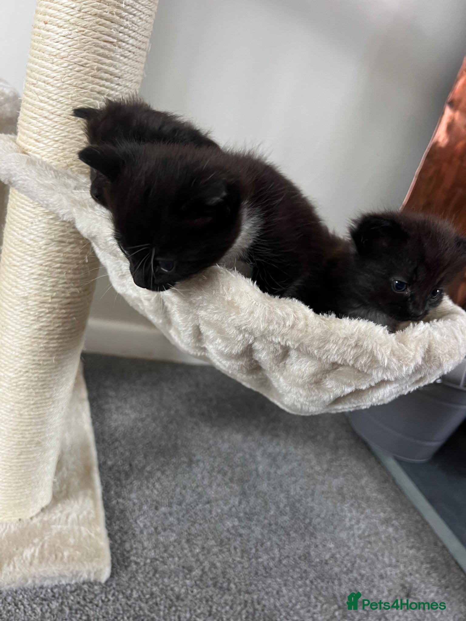 Mixed Breed cats for sale: 3 kittens - Advert 5