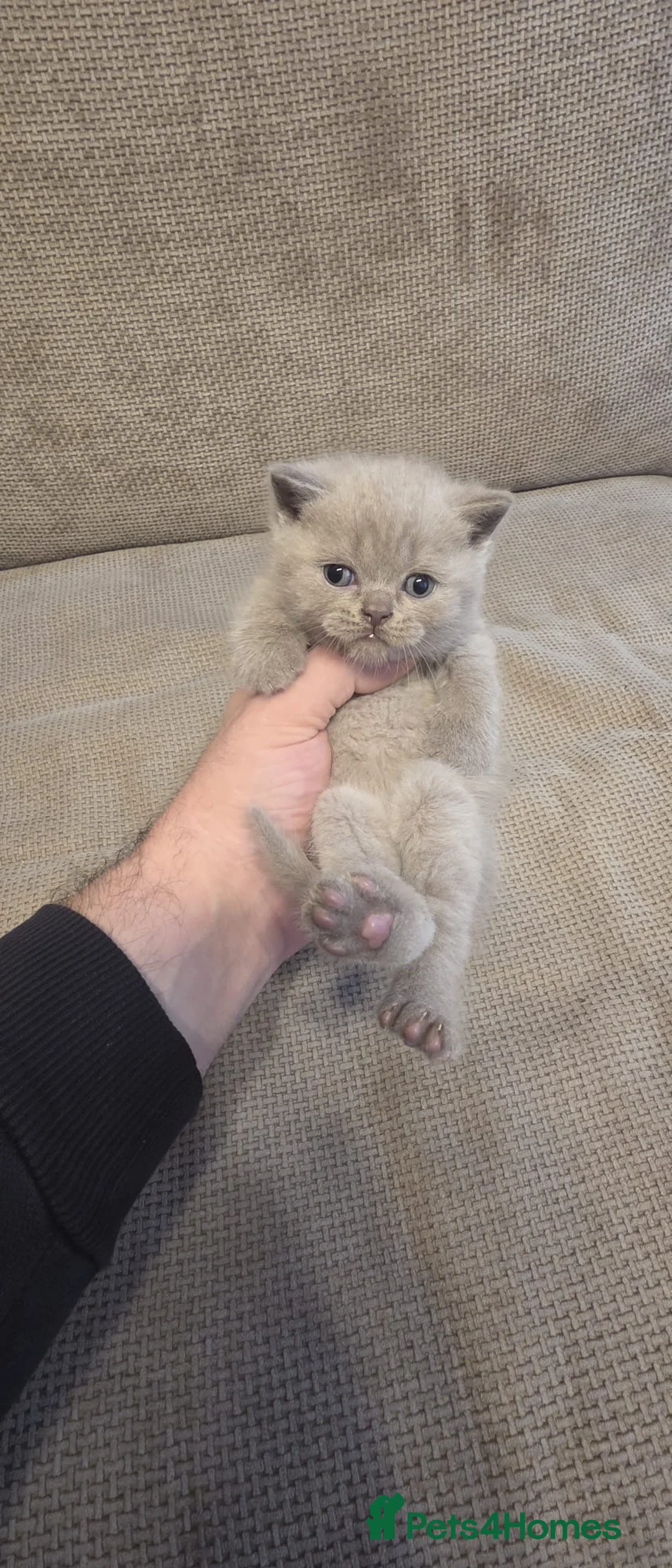 British Shorthair cats for sale: Fluffy and healthy British shorthair kittens - Advert 4