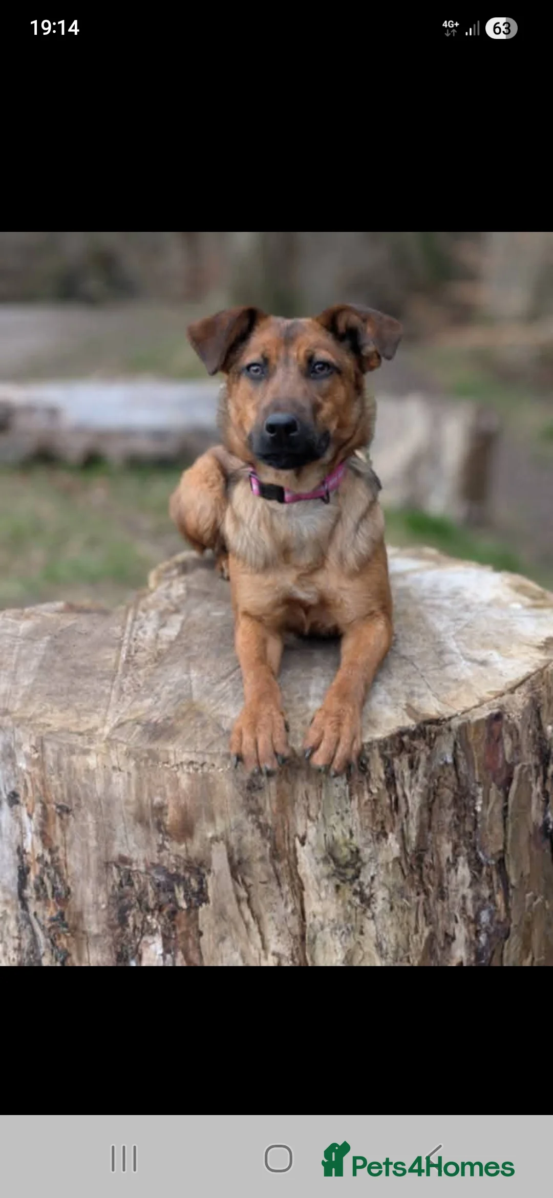 Mixed Breed dogs for sale: 17 month old mali x springer - Advert 2