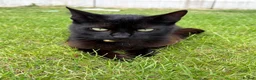 Bombay cats for sale: 1 year old cat  - Advert 2