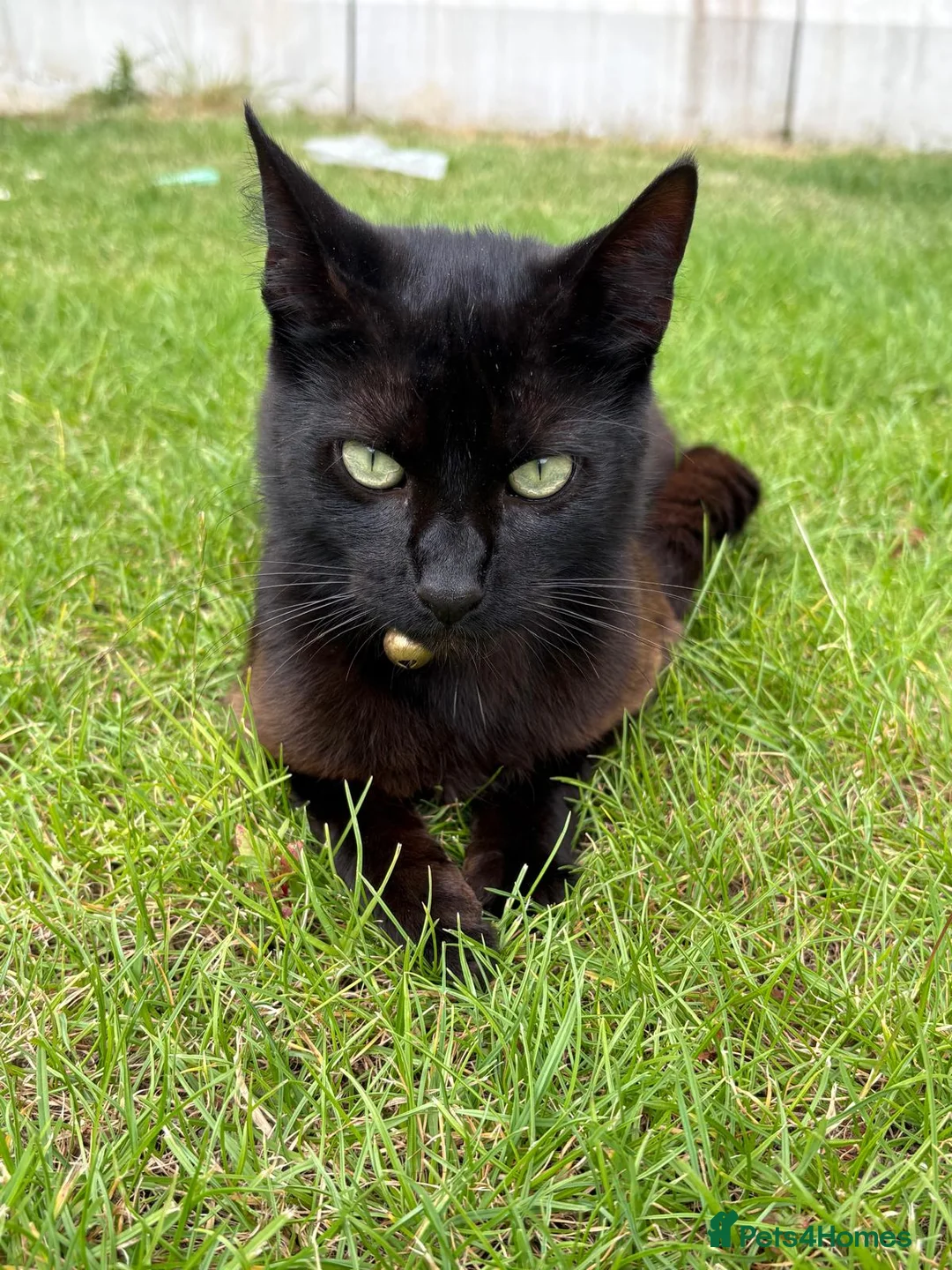 Bombay cats for sale: 1 year old cat  - Advert 2