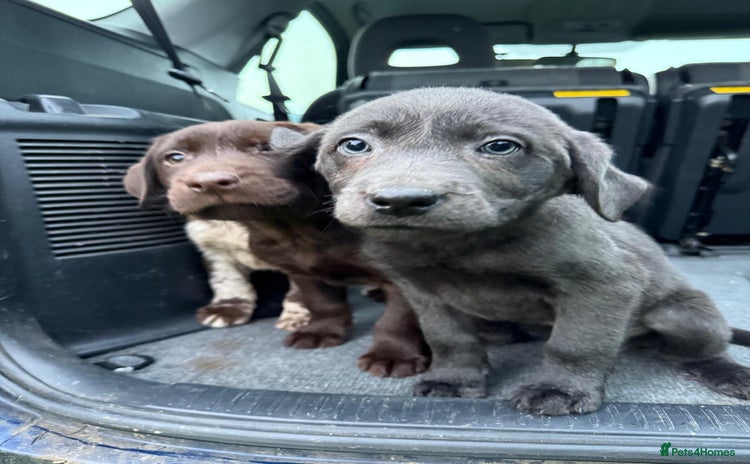 Mixed Breed dogs - Advert 7