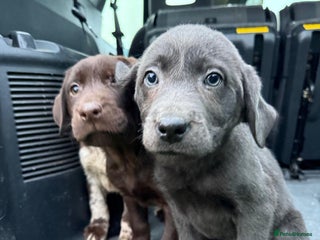 Mixed Breed dogs - Advert 4