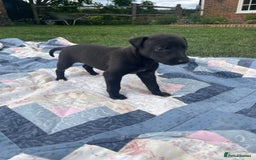 Whippet dogs for sale: The best puppies ever! - Image 7