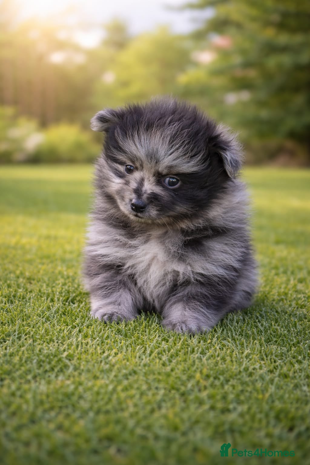 Pomeranian dogs Exceptional pomeranian puppies 🐶 - Advert 3