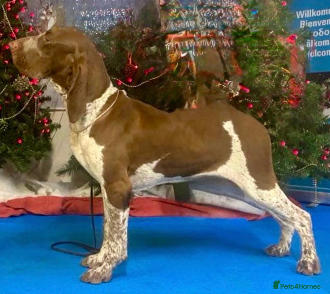 Bracco Italiano dogs for sale: Adorable Bracco Puppies Due 3rd October  - Image 2