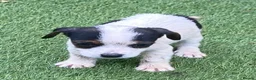Jack Russell dogs for sale: Jack Russell puppies  - Advert 26