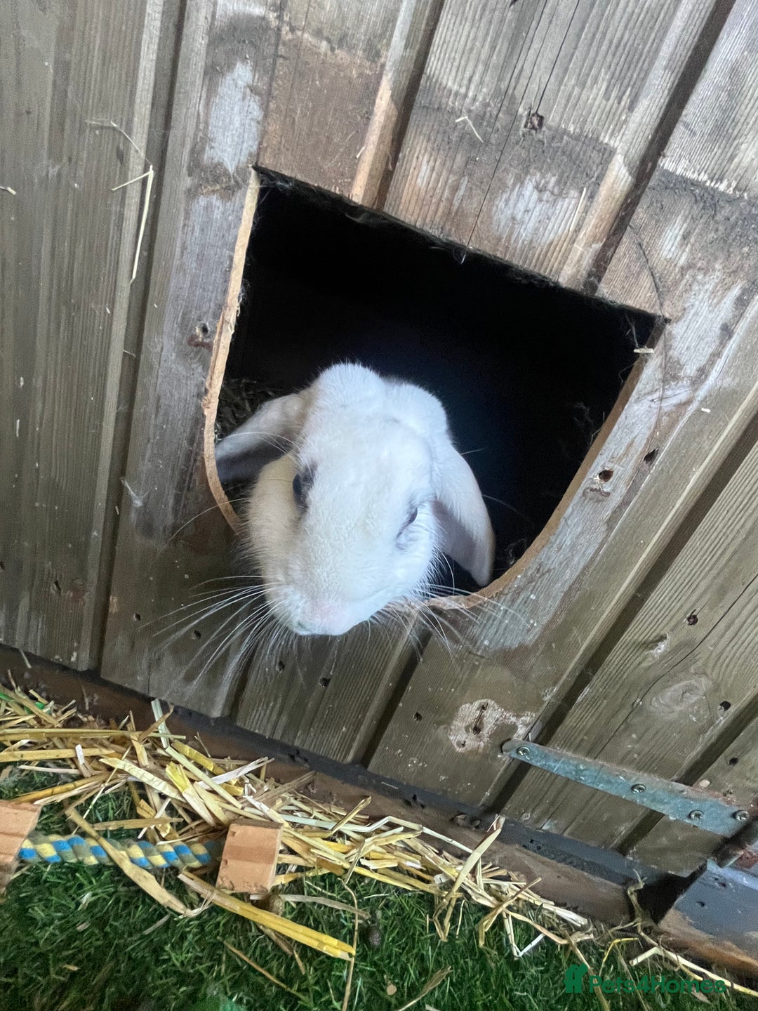 Mini Lop rabbits for sale: Male Rabbit  in Boston - Image 8