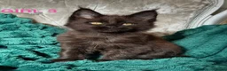 Maine Coon cats for sale: ONLY 2 LEFT SHOW QUALITY MAINE COON KITTENS - Advert 3