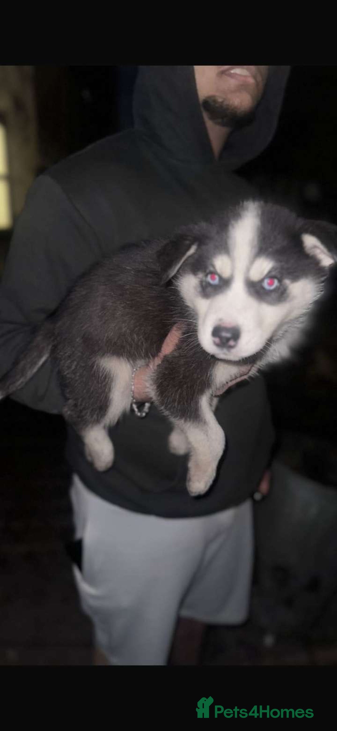 Siberian Husky dogs for sale: Adorable Black & Brown Husky Puppies –Great Price! - Image 11