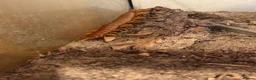 Centipedes invertebrates for sale: Young Darwin’s Goliath Centipede - Advert 5