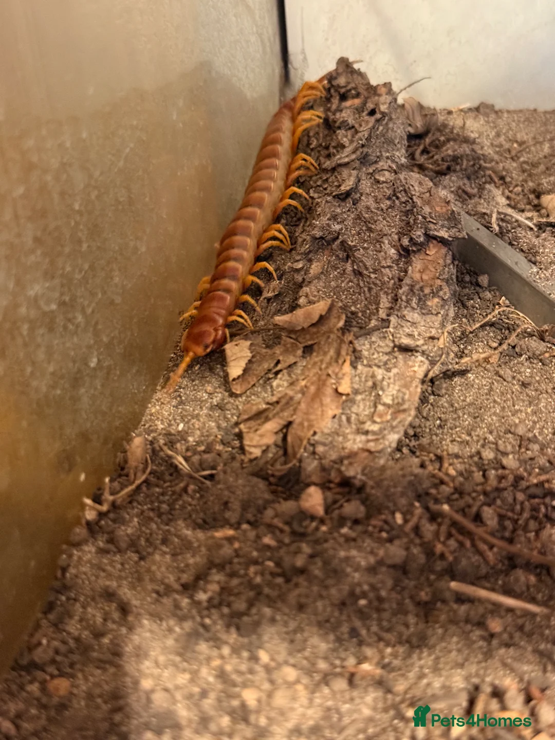 Centipedes invertebrates for sale: Young Darwin’s Goliath Centipede - Advert 5