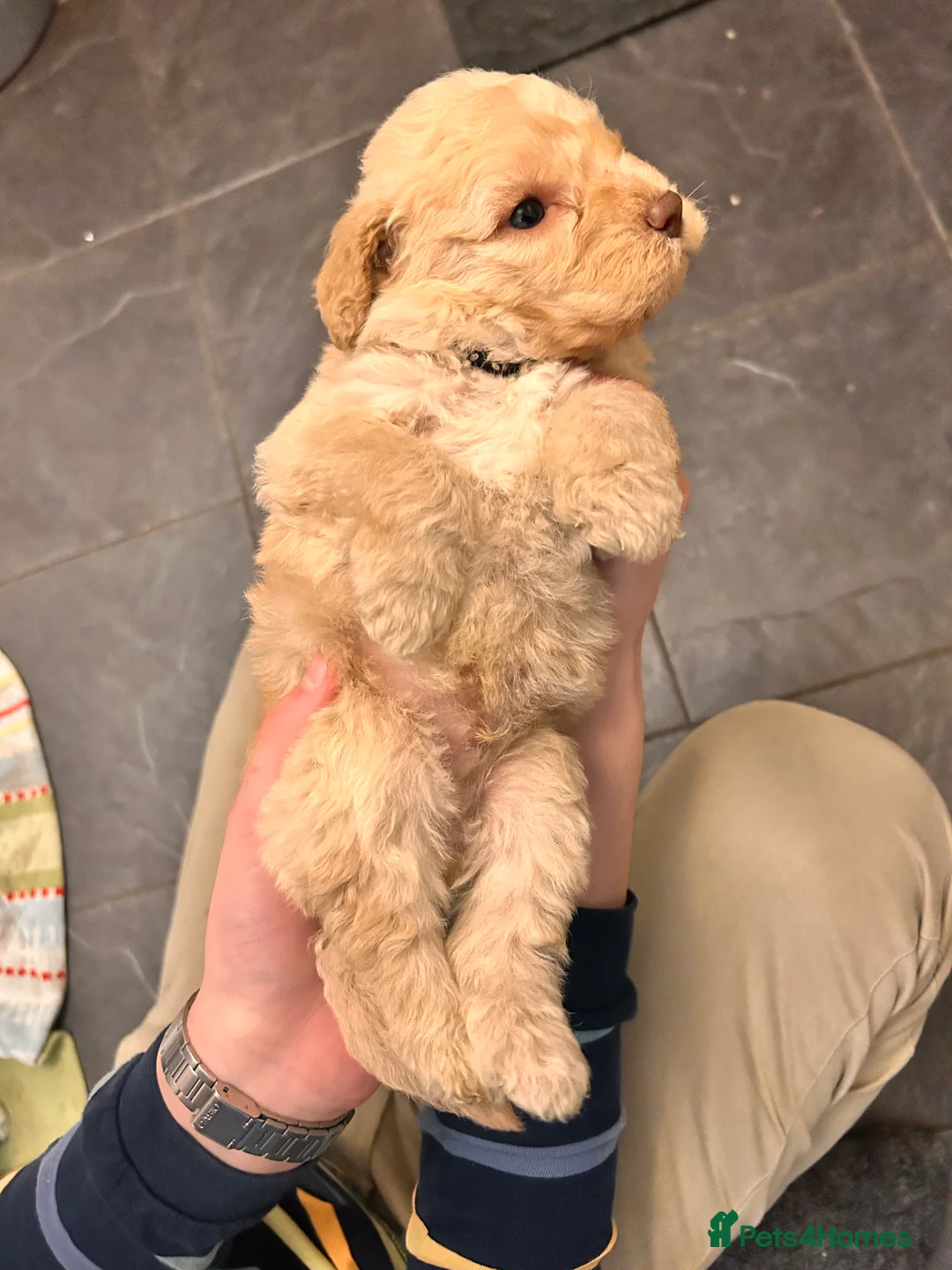 Lagotto Romagnolo dogs for sale: Spring Lagotto Romagnolo puppies - Advert 7