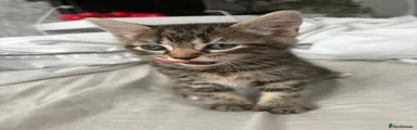 Maine Coon 4