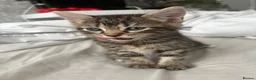 Maine Coon cats for sale: 🐱 MAINE COON KITTENS — 3 GIRLS & 1 BOY 🐱 in Leicester - Advert 2