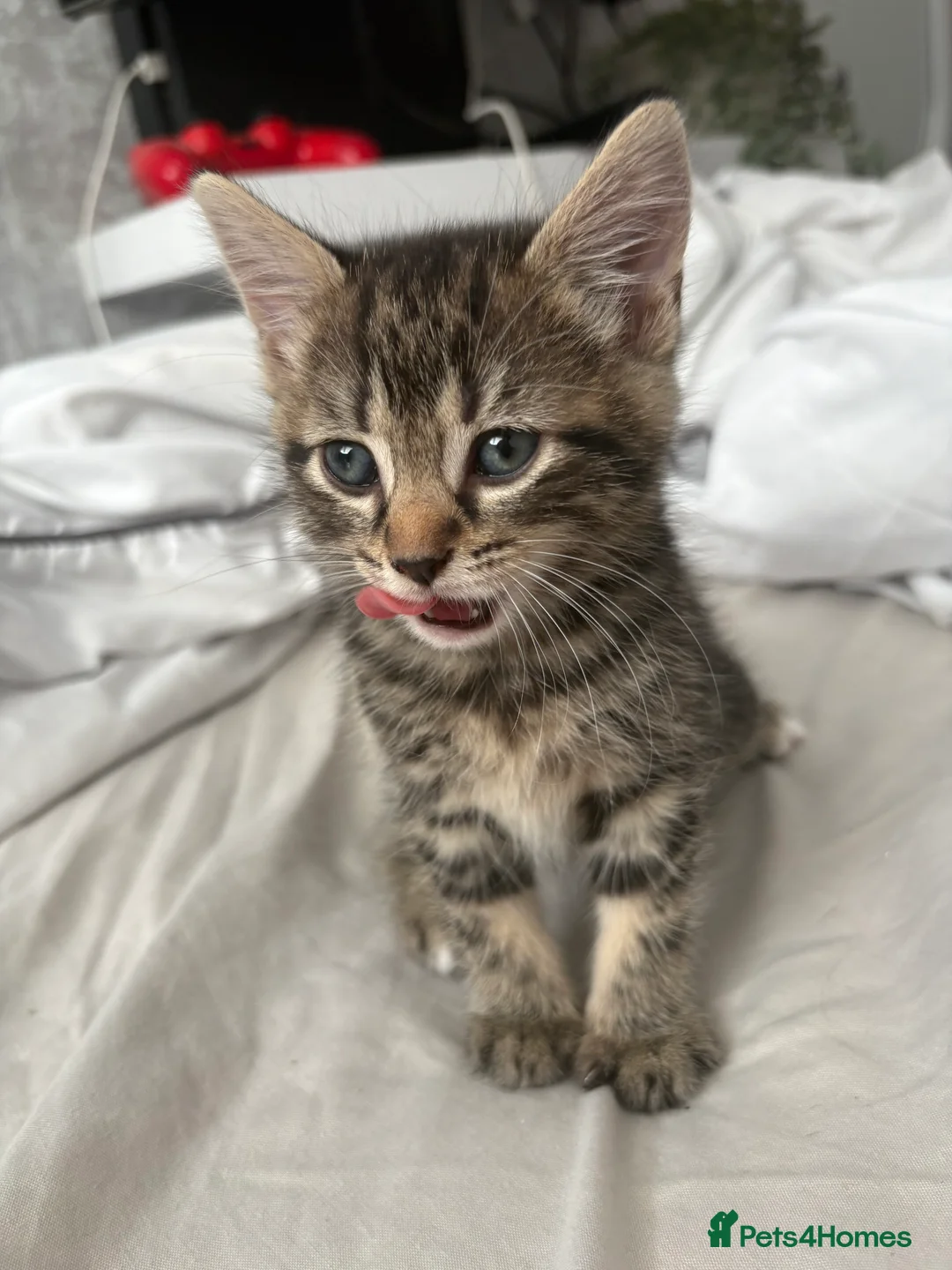 Maine Coon cats for sale: 🐱 MAINE COON KITTENS — 3 GIRLS & 1 BOY 🐱 in Leicester - Advert 2