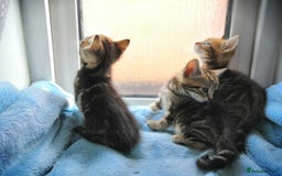 Mixed Breed cats for sale: Beautiful Male kittens VIDEOS - Image 27