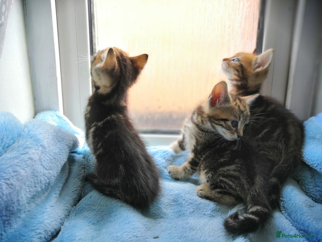 Mixed Breed cats for sale: Beautiful Male kittens VIDEOS - Image 27
