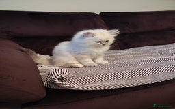 Siberian cats for sale: Siberian Neva Masquerade kittens - Image 15