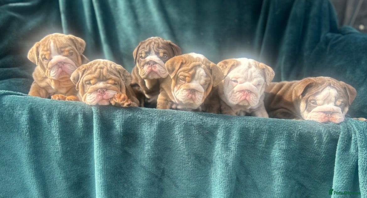 English Bulldog dogs 🌟 Quality English Bulldog Puppies ⭐️  - Advert 6