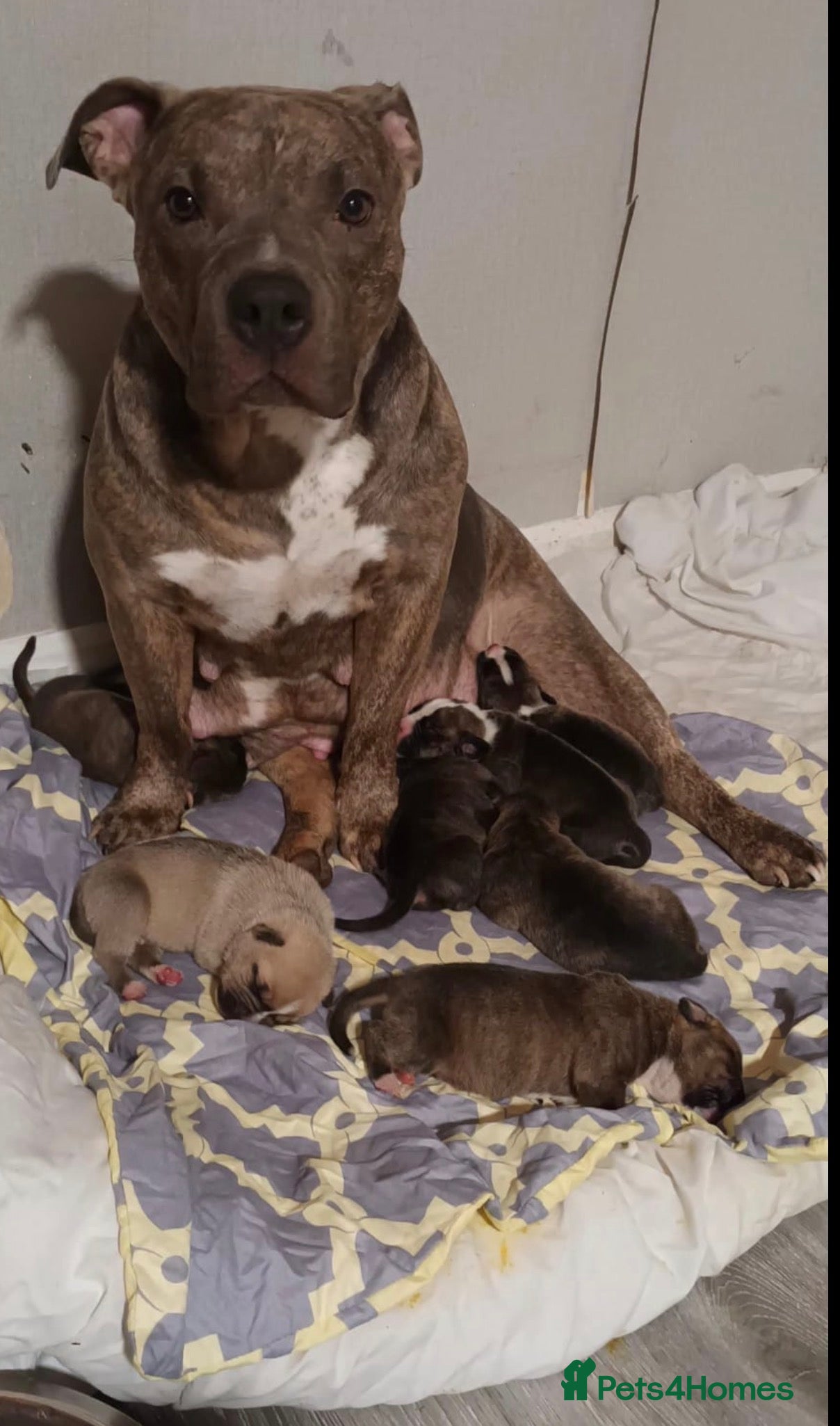 Mixed Breed dogs Blue Staffy x Boerboel – Ready for a Home - Advert 1