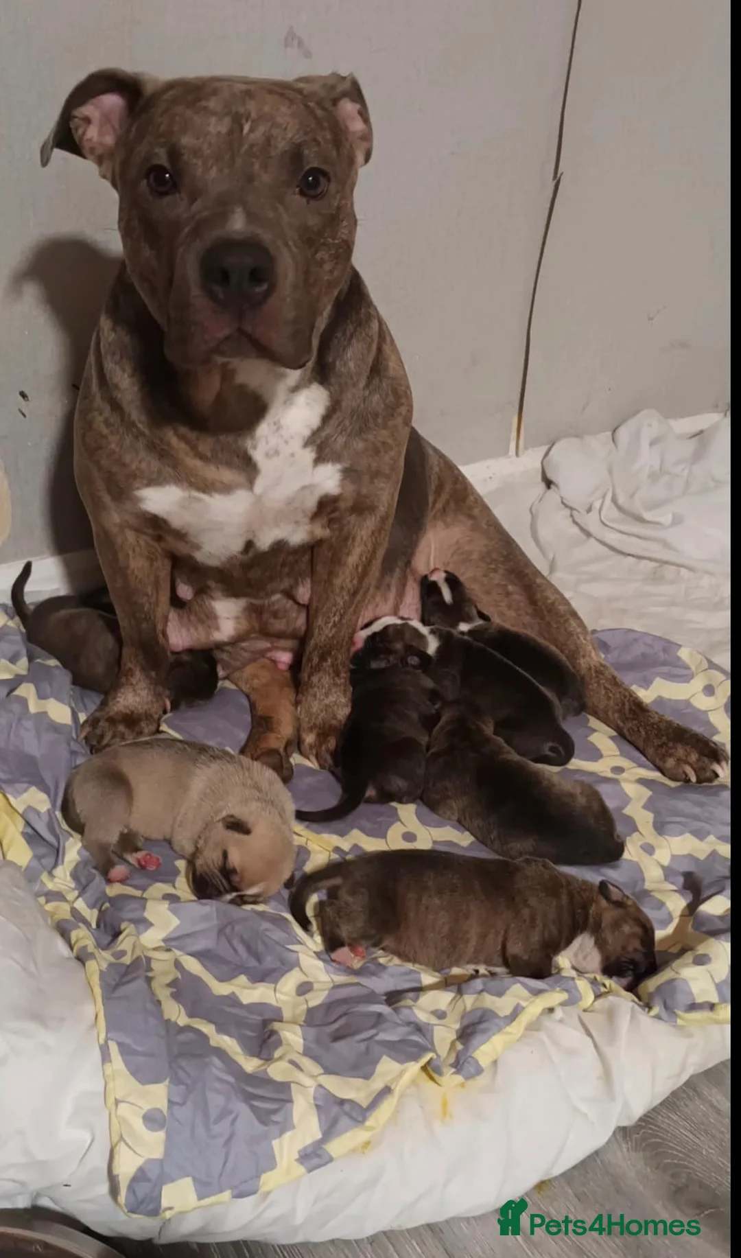 Mixed Breed dogs for sale: Blue Staffy x Boerboel – Ready for a Home - Advert 2