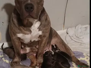 Mixed Breed dogs Blue Staffy x Boerboel – Ready for a Home - Advert 1