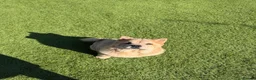 Chow Chow dogs for sale: Female fawn smooth coat chow chow  - Advert 9