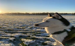 Siberian Husky dogs for stud: Stunning Blue eye Sibrian Husky for Stud  in Liverpool - Image 16