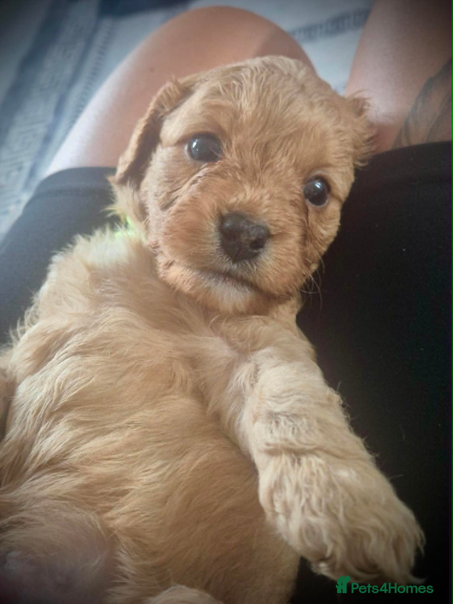 Cavapoo dogs 💚 last Apricot boy available to reserve 💚 - Advert 1