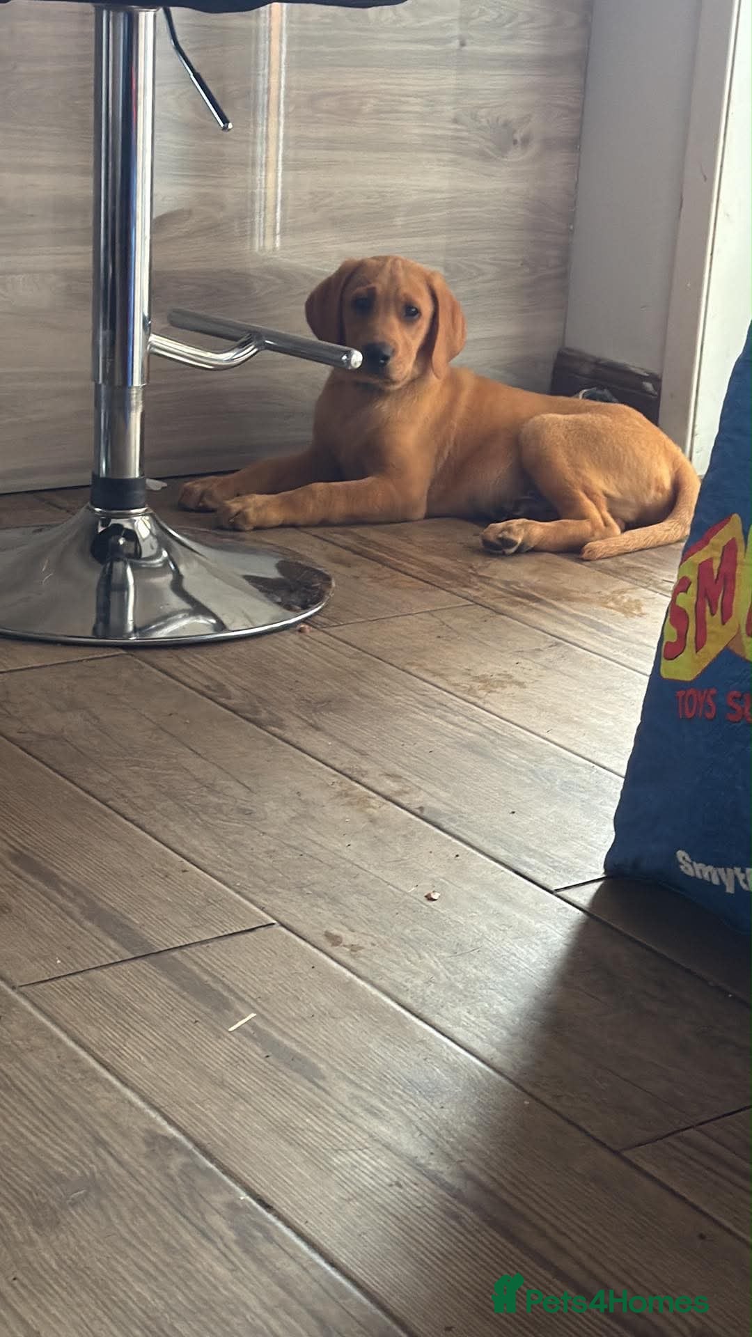 Labrador Retriever dogs Kc Reg Fox red Labradors - Advert 1