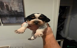 Cocker Spaniel dogs for sale: Kc registered mixed litter - Image 13