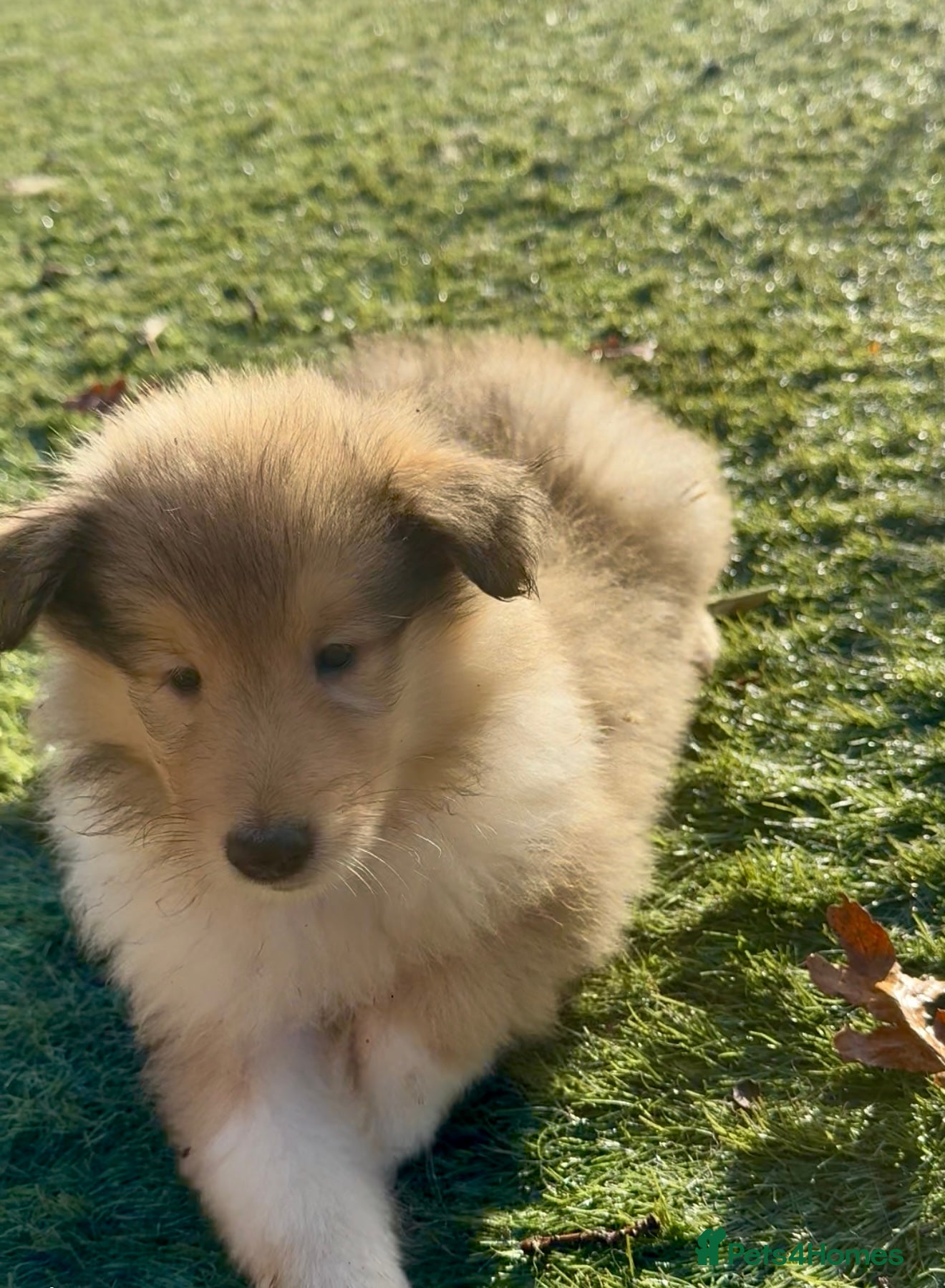 Rough Collie dogs Last One - KC Reg Sable Male Rough Collie Pup  - Advert 2