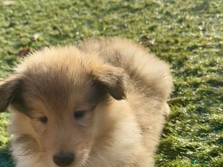 Rough Collie dogs Last One - KC Reg Sable Male Rough Collie Pup - Advert 1