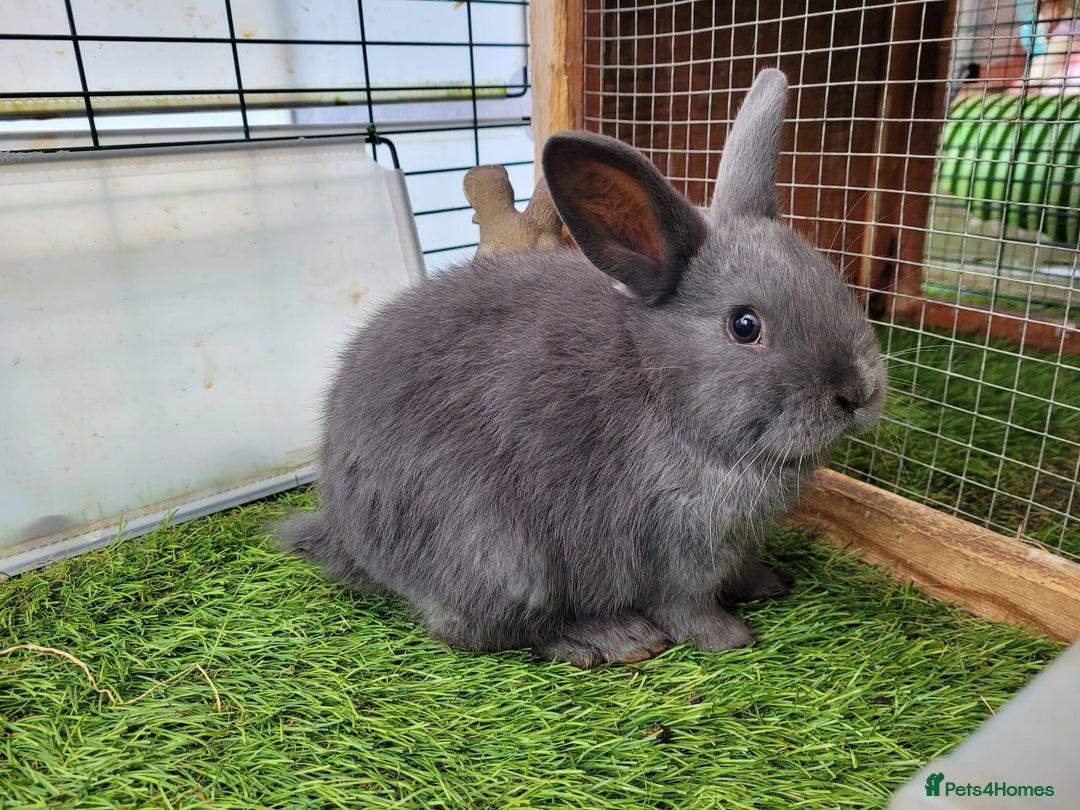 Mixed Breed rabbits for sale: Beautiful Rabbits - READY TO RESERVE - Advert 18